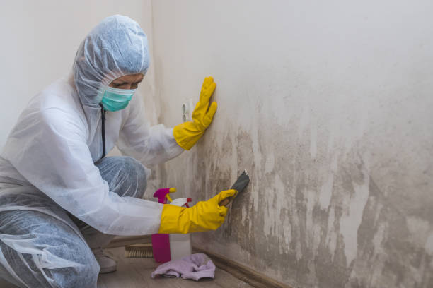 Mold Odor Removal Services in North Hornell, NY