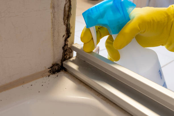 North Hornell, NY Mold Remediation Company